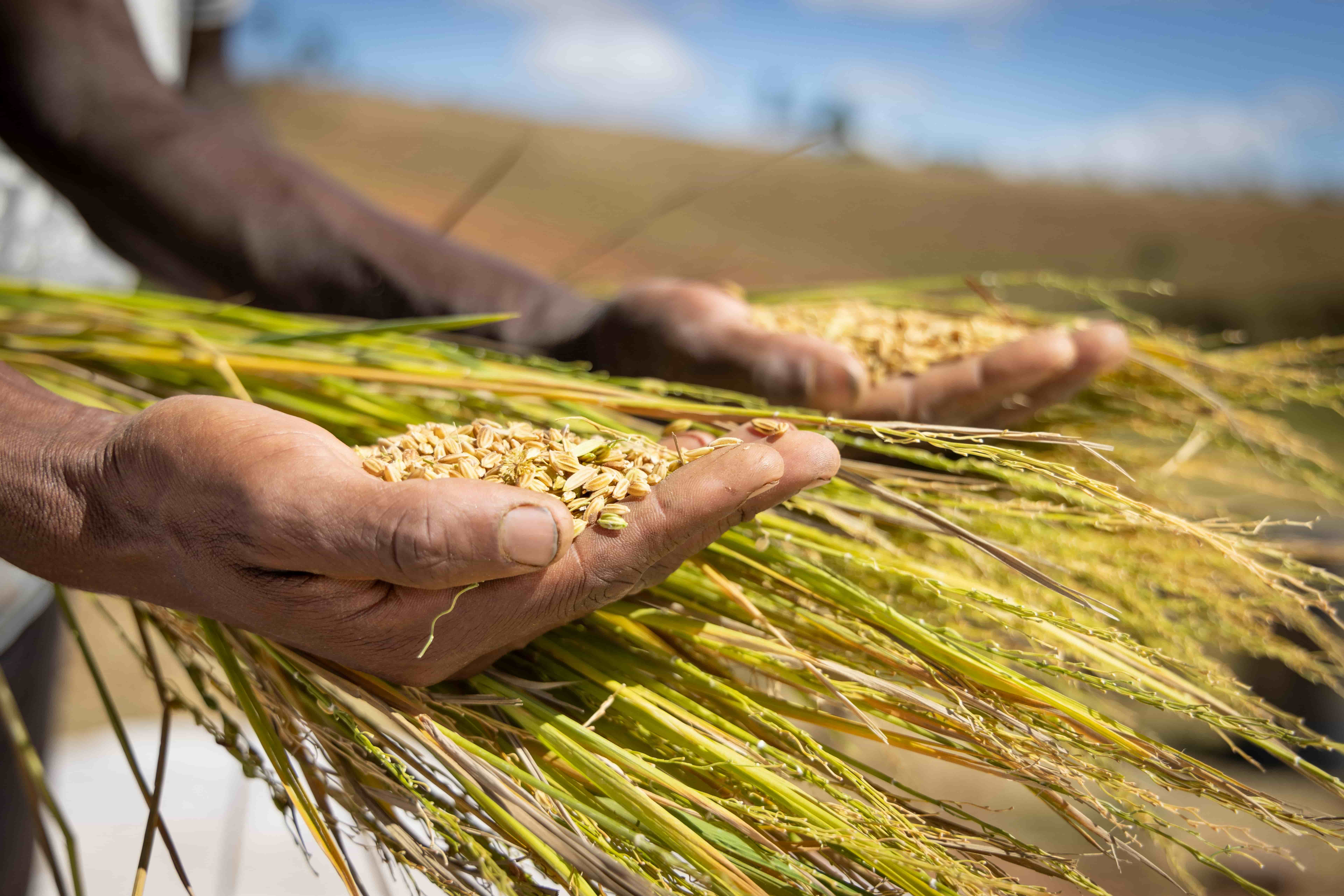 Rice in hand