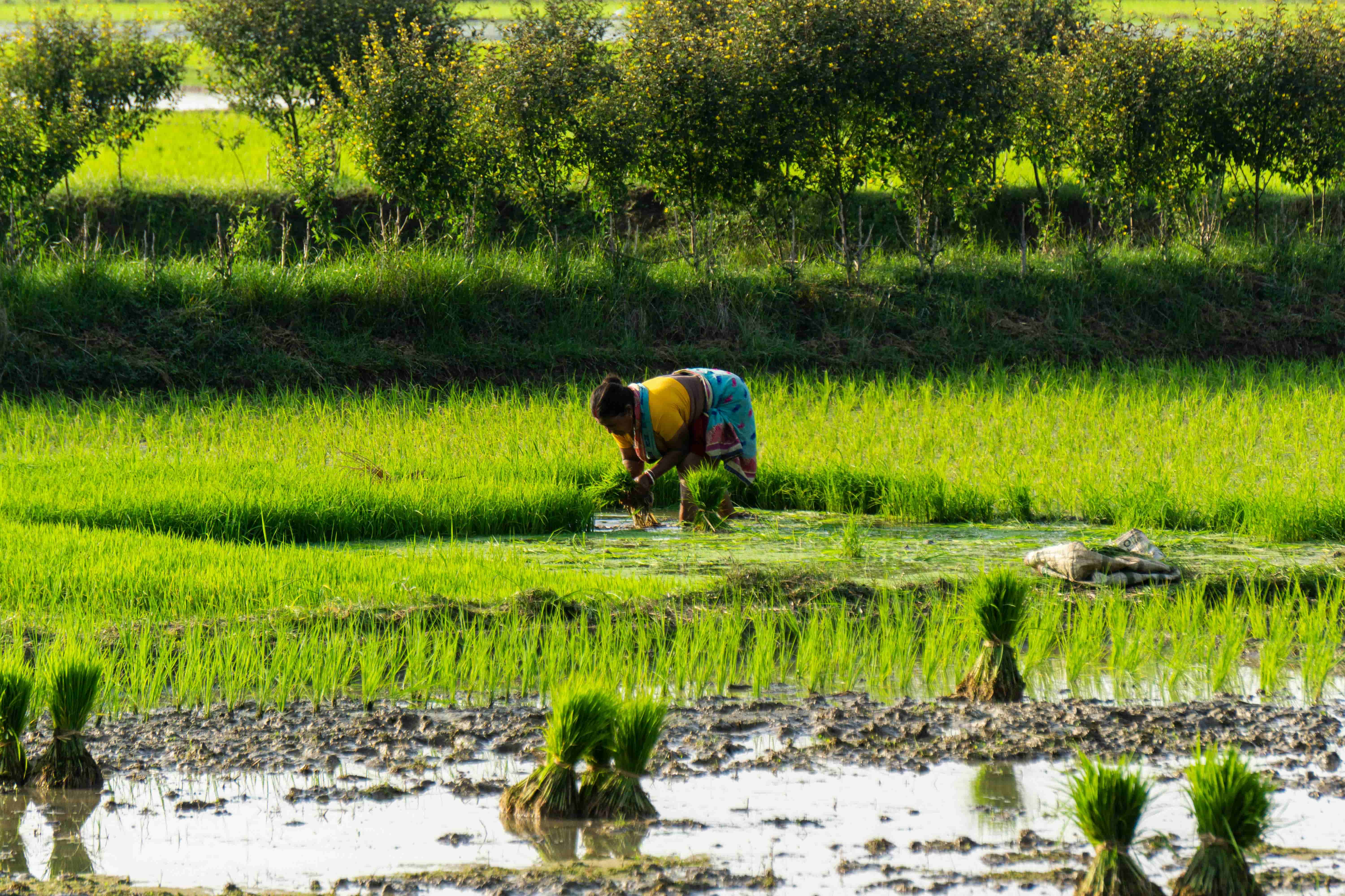 Saroj Chauhan in her farmland