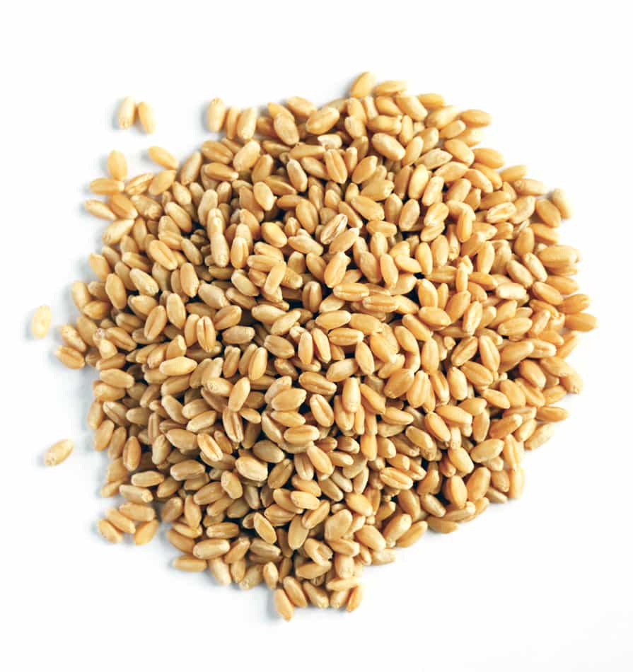 Wheat